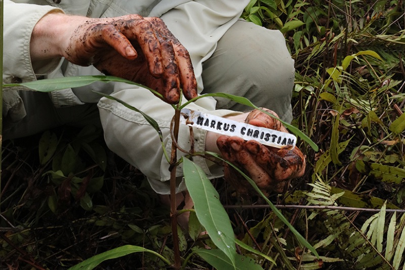 Schenk Leben – pflanze einen Baum